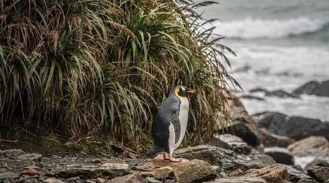 Wildlife nature