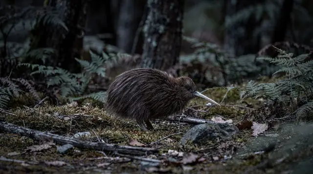 Kiwi spotting on Stewart Island