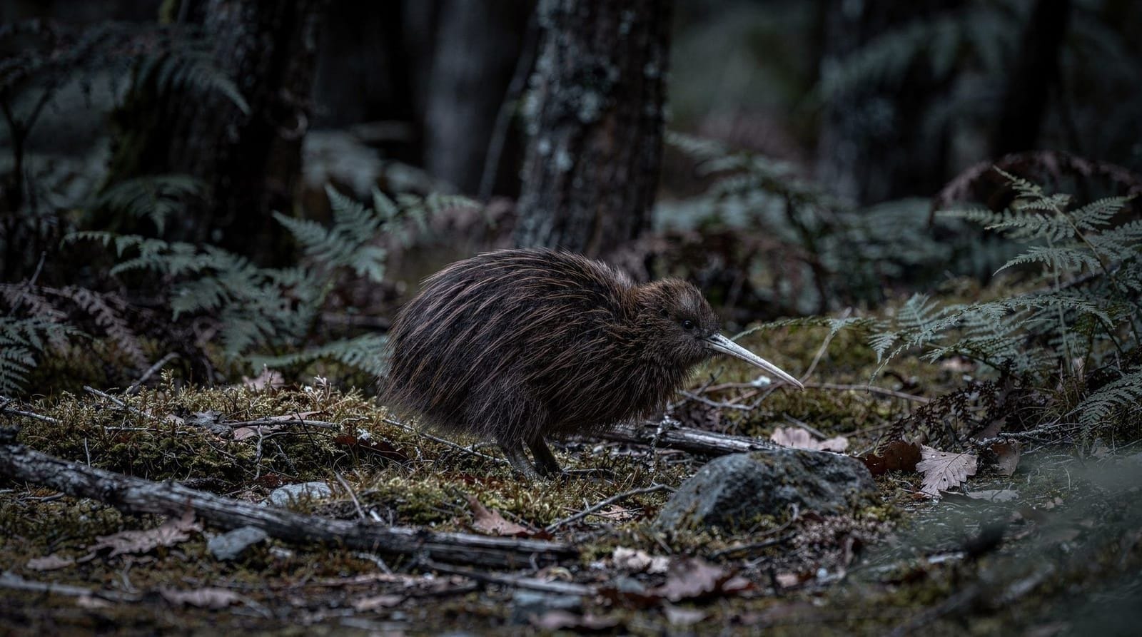 Avistar kiwis na Stewart Island