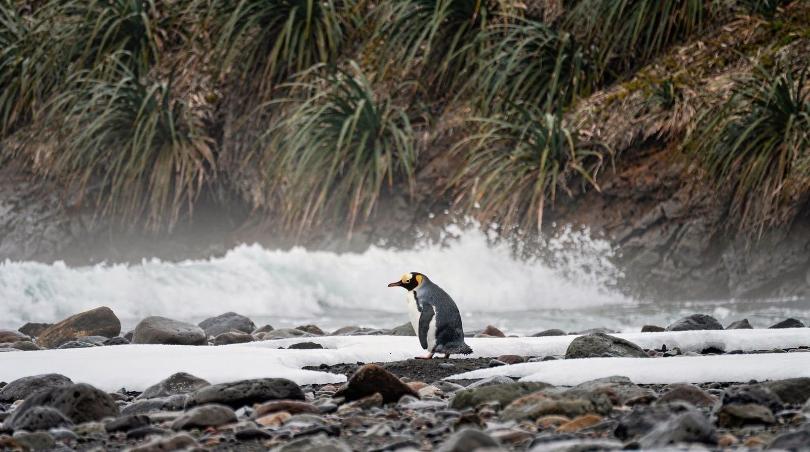 Vida selvagem em Otago e Southland